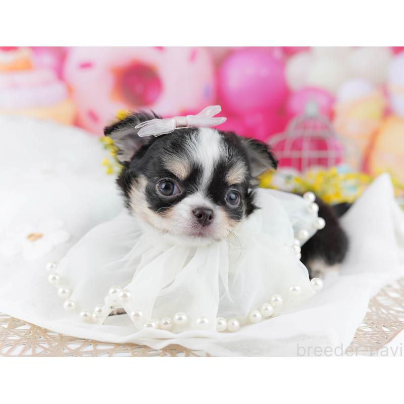 販売中の千葉県のチワワ(ロングコート)-446981の9枚目