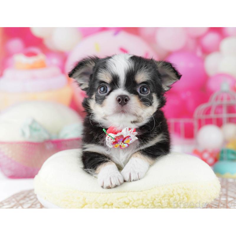 販売中の千葉県のチワワ(ロングコート)-446981の8枚目