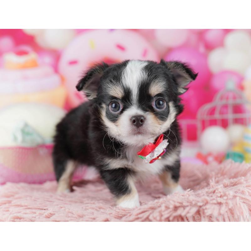 販売中の千葉県のチワワ(ロングコート)-446981の7枚目