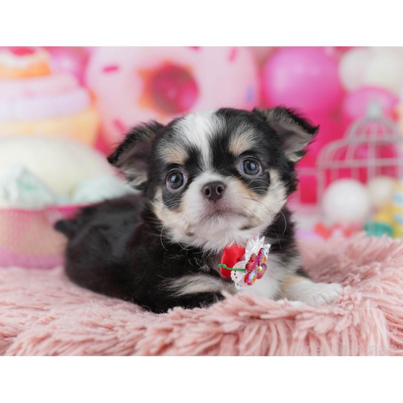 販売中の千葉県のチワワ(ロングコート)-446981の6枚目