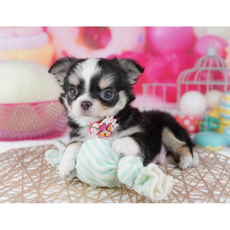 販売中の千葉県のチワワ(ロングコート)-446981の4枚目