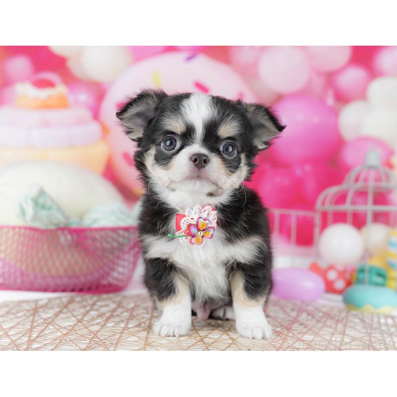 販売中の千葉県のチワワ(ロングコート)-446981の3枚目