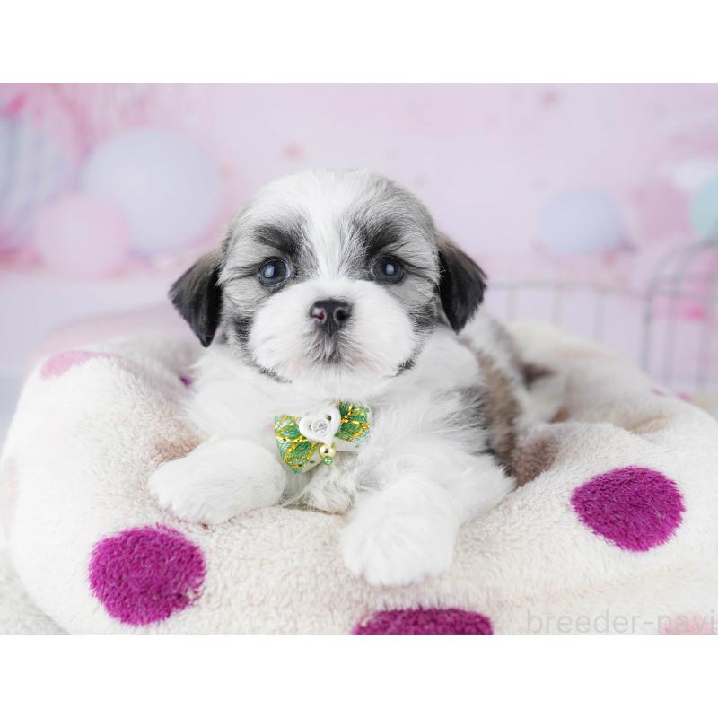 販売中の千葉県のマルシーズー:マルチーズ×シーズー-446984