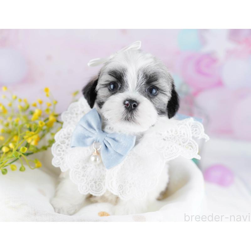 販売中の千葉県のマルシーズー:マルチーズ×シーズー-446984の10枚目