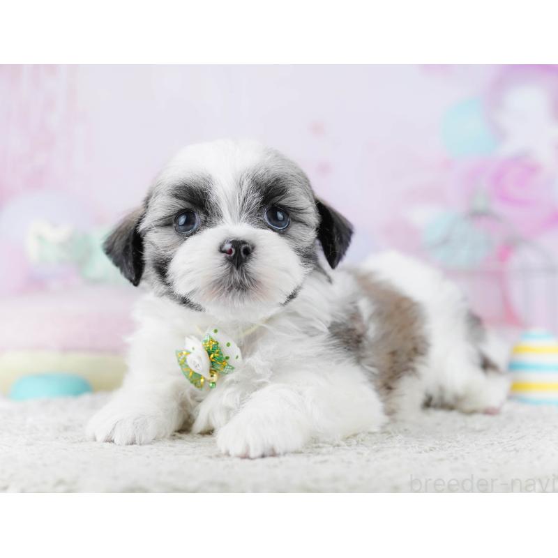 販売中の千葉県のマルシーズー:マルチーズ×シーズー-446984の7枚目