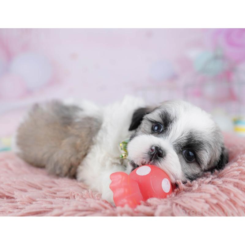 販売中の千葉県のマルシーズー:マルチーズ×シーズー-446984の4枚目