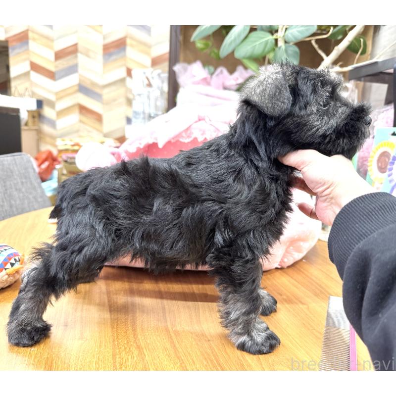 販売中の大阪府のミニチュアシュナウザー-446891の9枚目