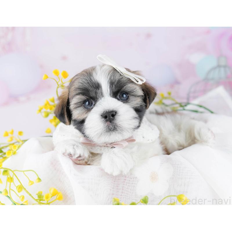 販売中の千葉県のマルシーズー:マルチーズ×シーズー-446979の10枚目