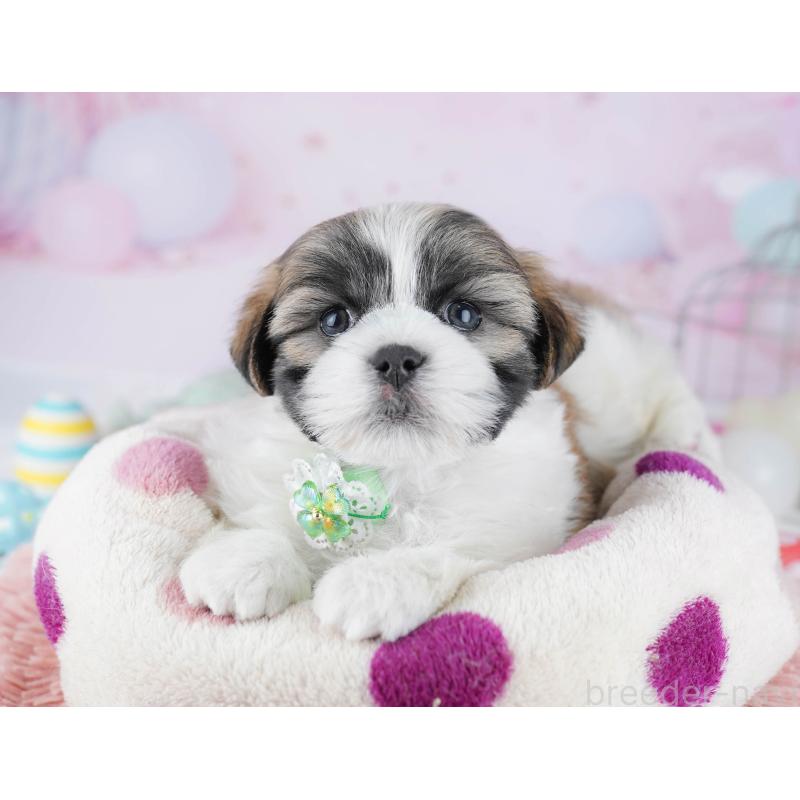 販売中の千葉県のマルシーズー:マルチーズ×シーズー-446979の9枚目