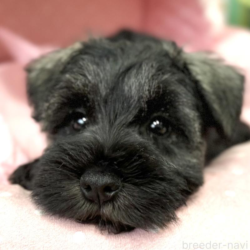 販売中の大阪府のミニチュアシュナウザー-446891の8枚目