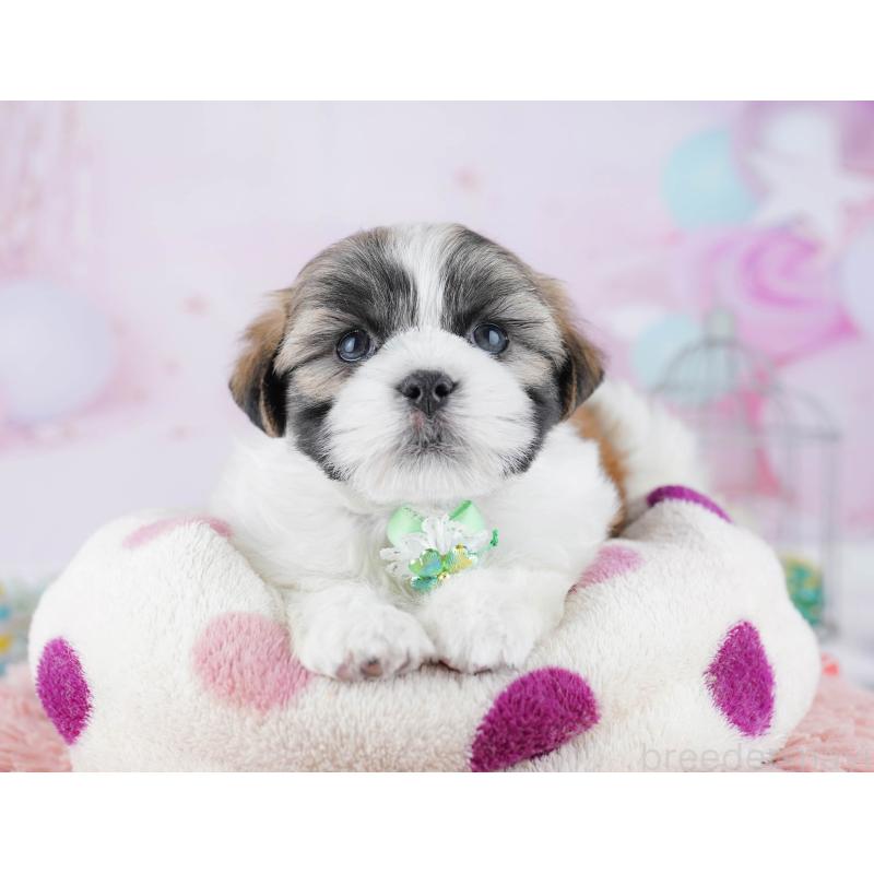 販売中の千葉県のマルシーズー:マルチーズ×シーズー-446979の8枚目