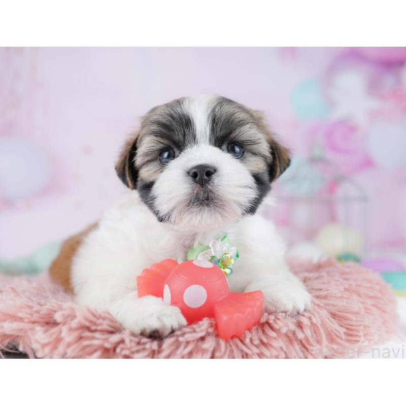 販売中の千葉県のマルシーズー:マルチーズ×シーズー-446979の7枚目