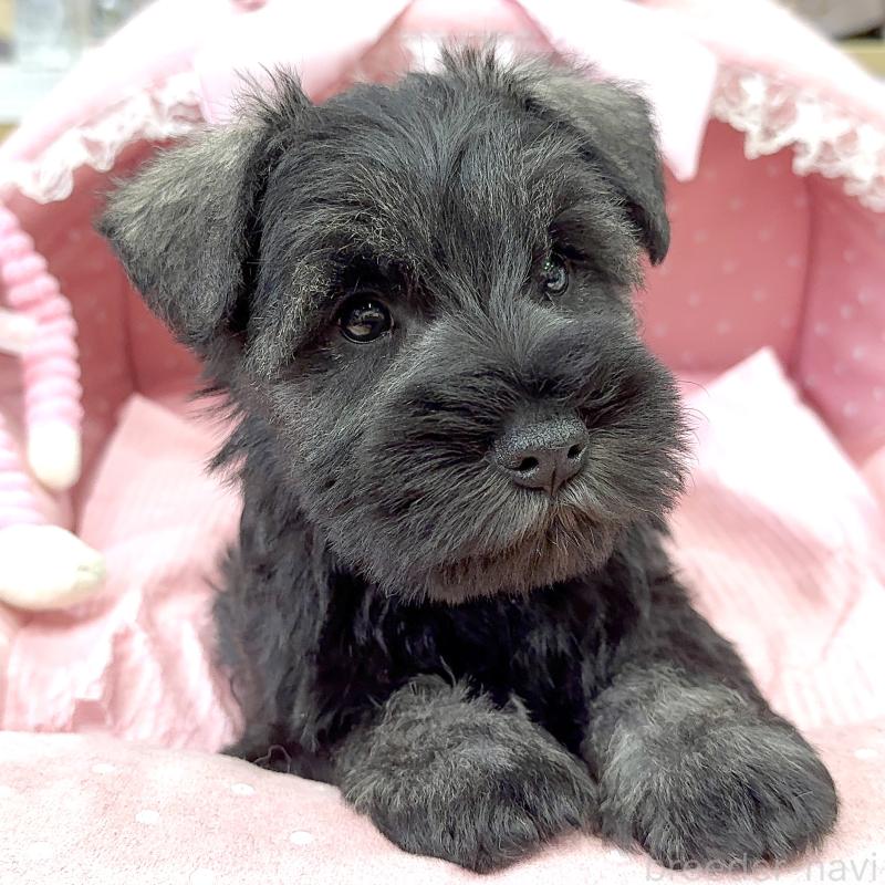 販売中の大阪府のミニチュアシュナウザー-446891の7枚目