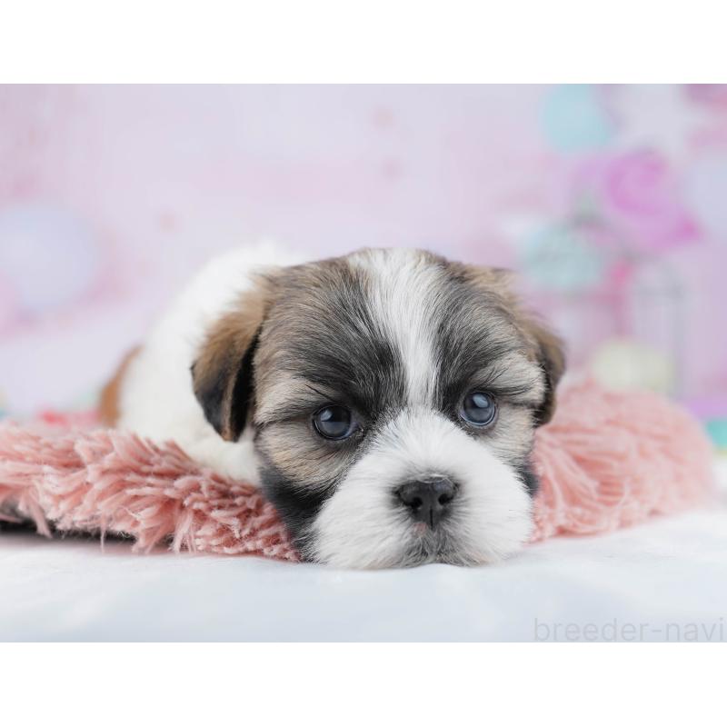 販売中の千葉県のマルシーズー:マルチーズ×シーズー-446979の6枚目