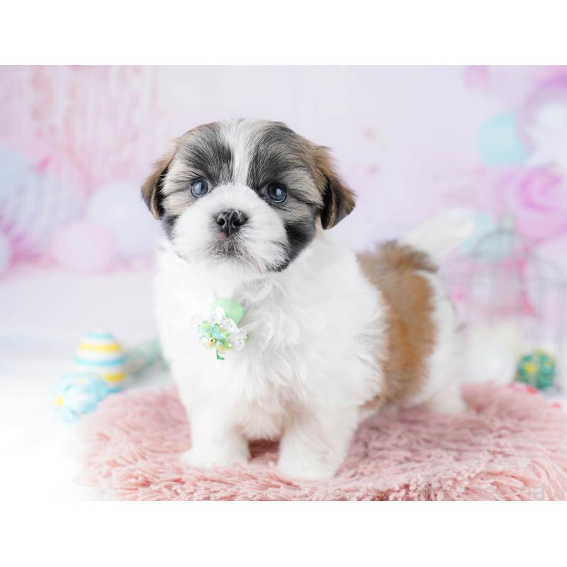 販売中の千葉県のマルシーズー:マルチーズ×シーズー-446979の5枚目