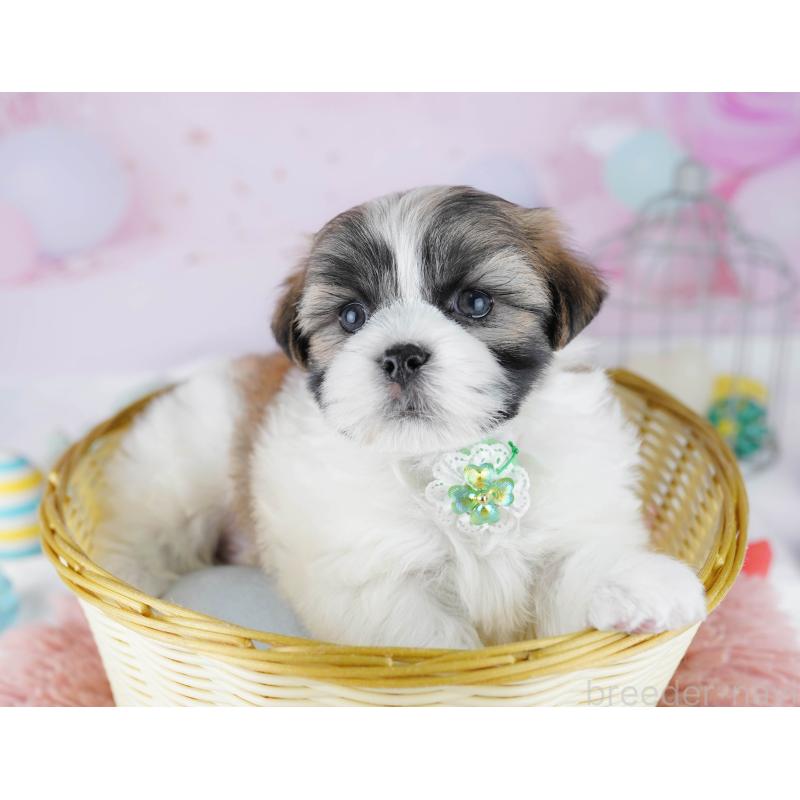 販売中の千葉県のマルシーズー:マルチーズ×シーズー-446979の4枚目