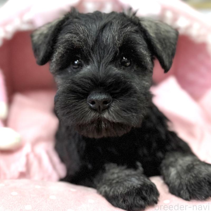 販売中の大阪府のミニチュアシュナウザー-446891の4枚目