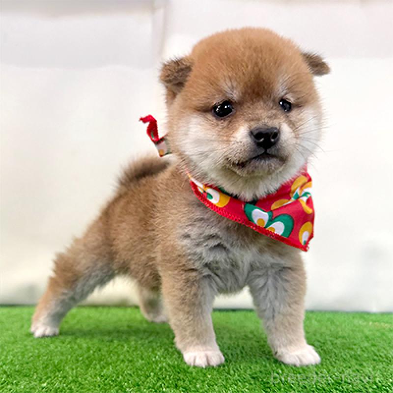 販売中の神奈川県の豆柴-446892