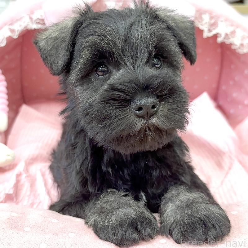 販売中の大阪府のミニチュアシュナウザー-446891の2枚目