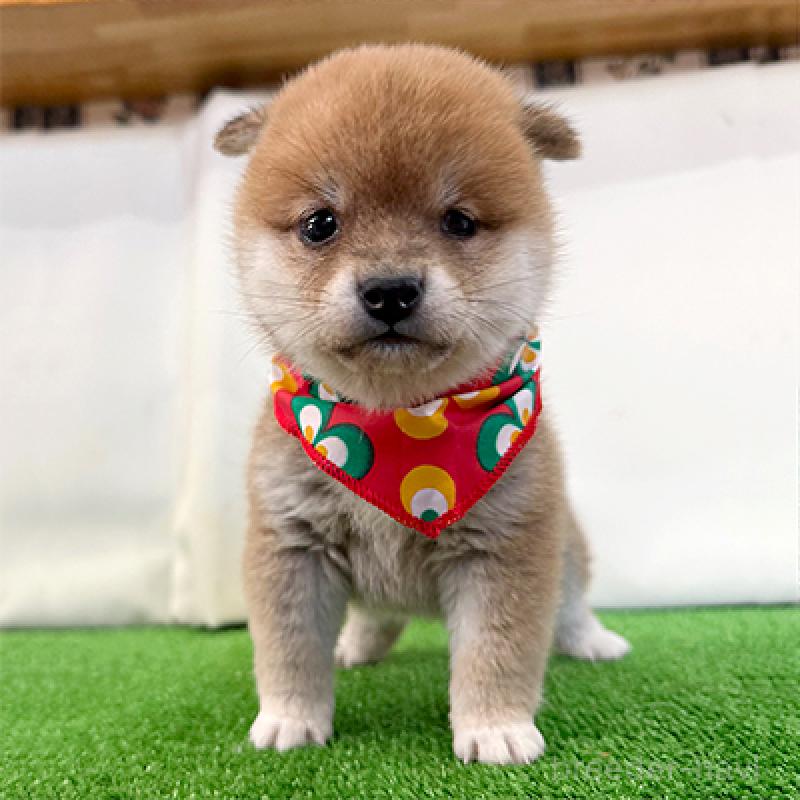 販売中の神奈川県の豆柴-446892の3枚目