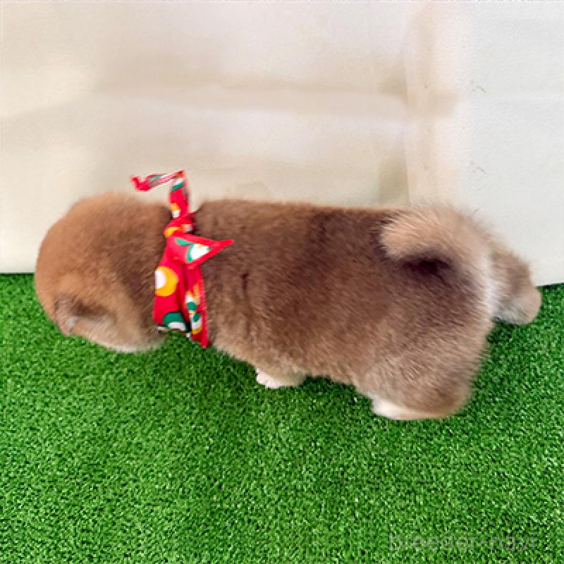 販売中の神奈川県の豆柴-446892の2枚目