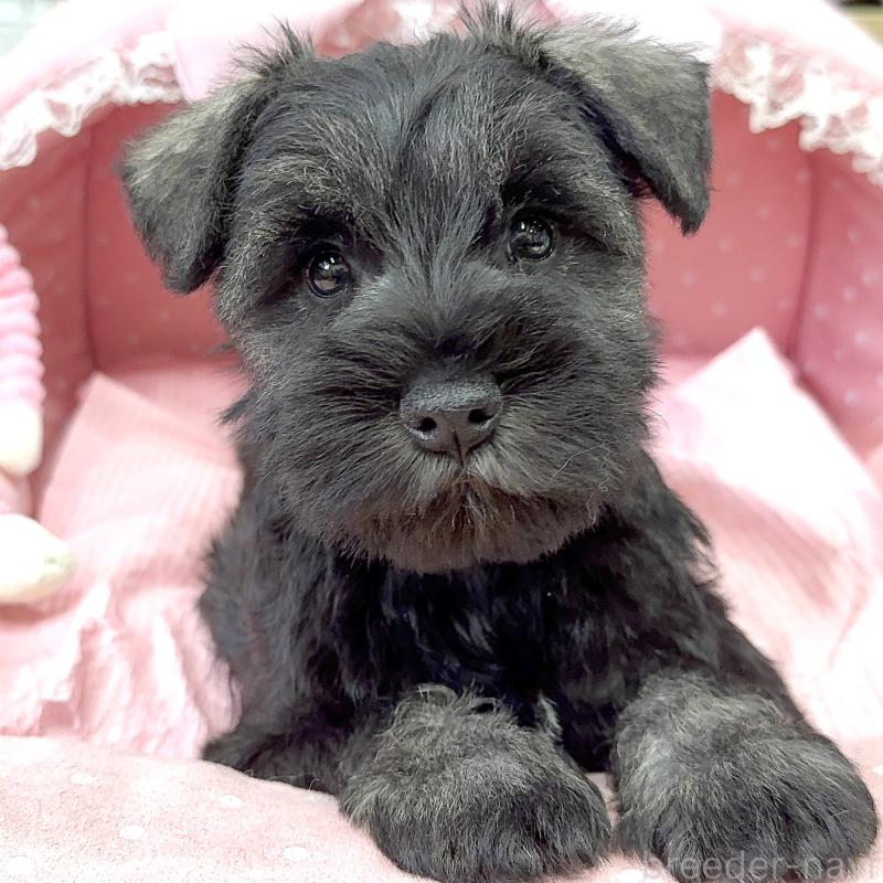 販売中の大阪府のミニチュアシュナウザー-446891