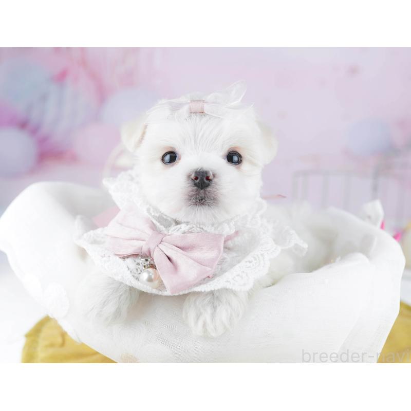 販売中の千葉県のマルチーズ-446989の4枚目