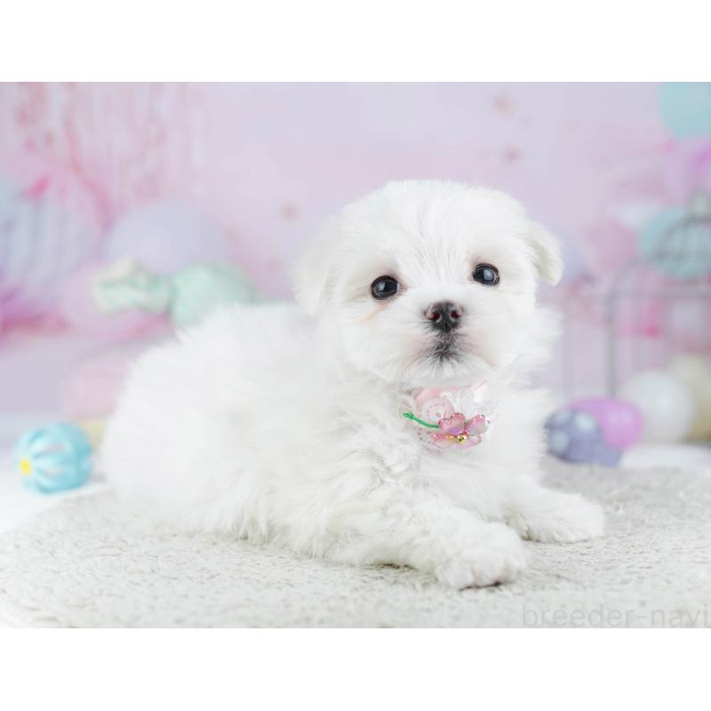 販売中の千葉県のマルチーズ-446990の11枚目