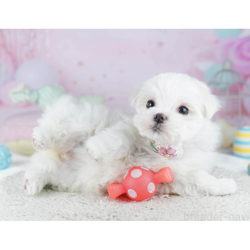 販売中の千葉県のマルチーズ-446990の10枚目