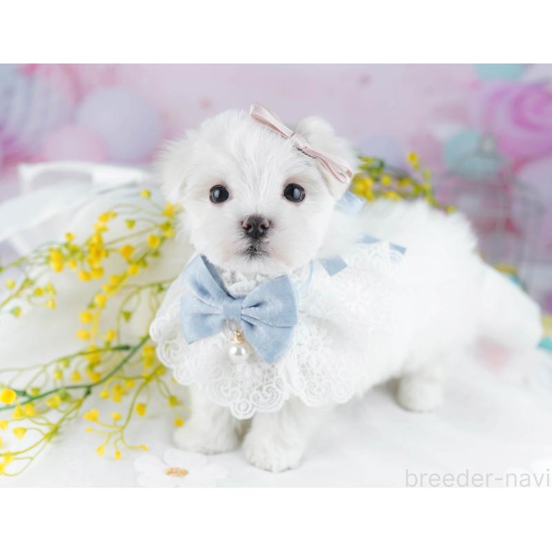 販売中の千葉県のマルチーズ-446990の8枚目