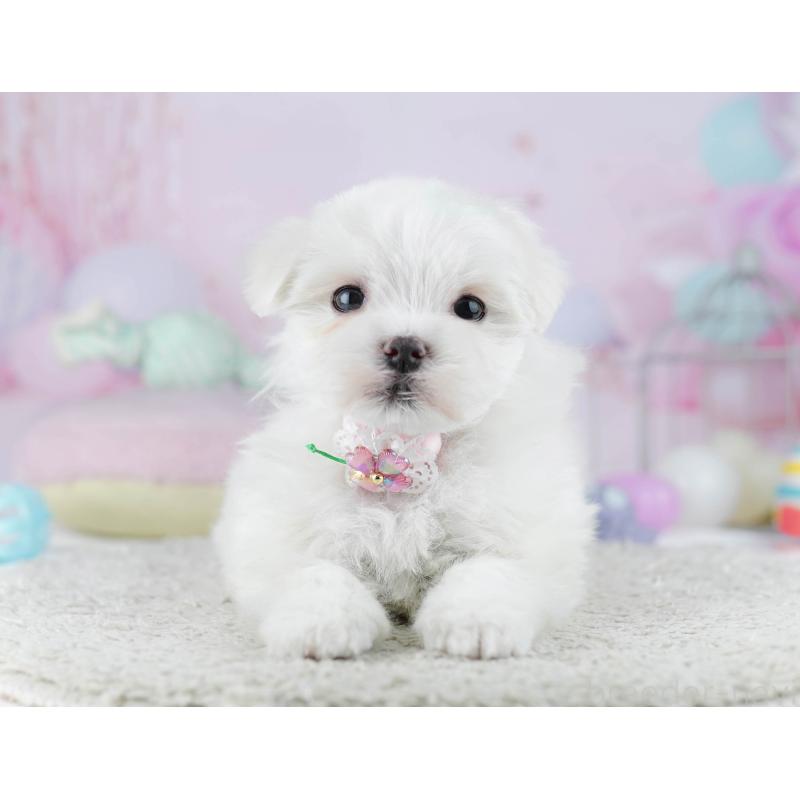 販売中の千葉県のマルチーズ-446990の7枚目