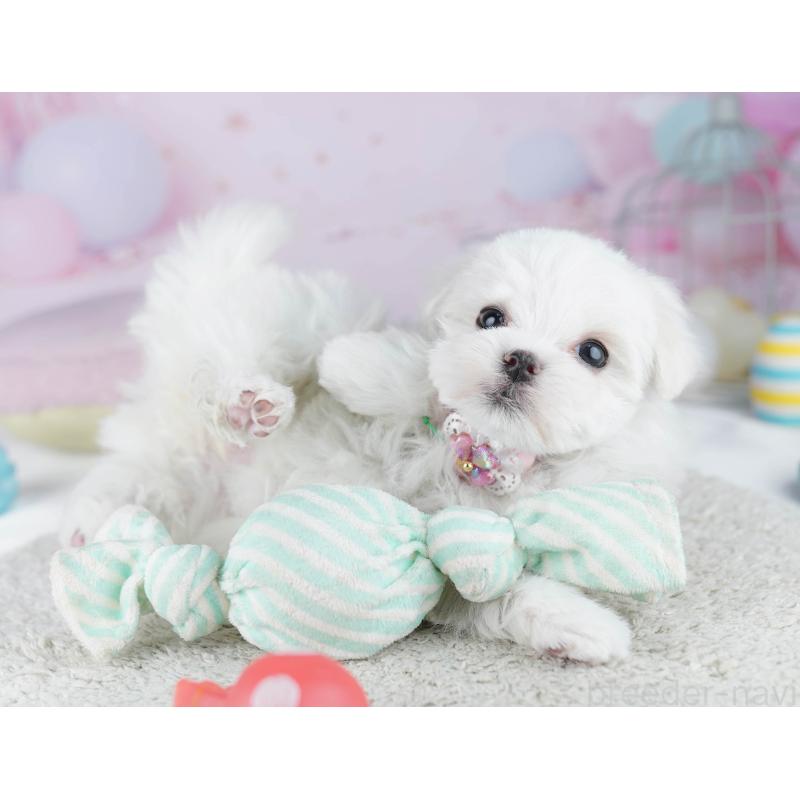 販売中の千葉県のマルチーズ-446990の6枚目