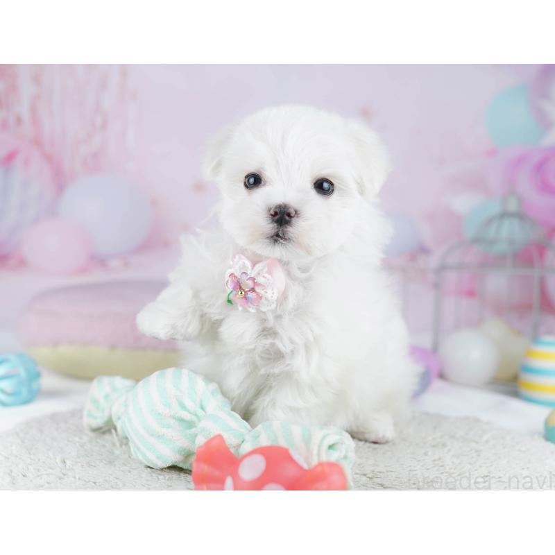 販売中の千葉県のマルチーズ-446990の5枚目