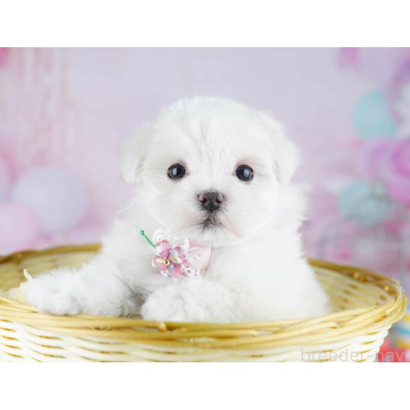 販売中の千葉県のマルチーズ-446990