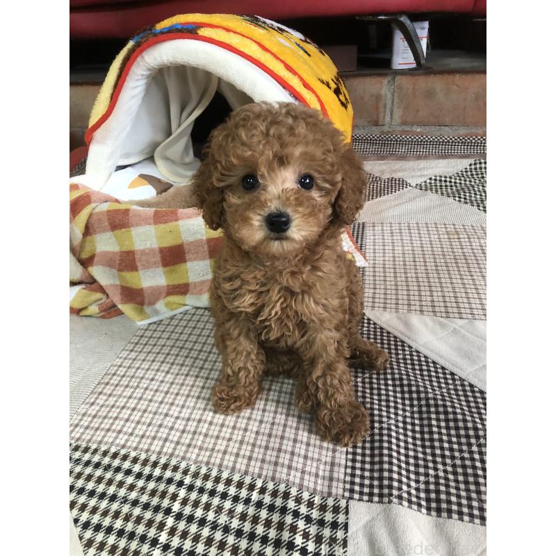販売中の兵庫県のトイプードル-444620