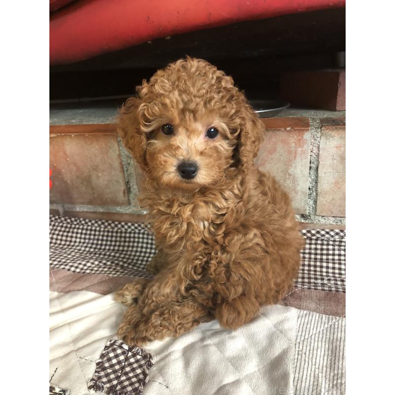 販売中の兵庫県のトイプードル-444619