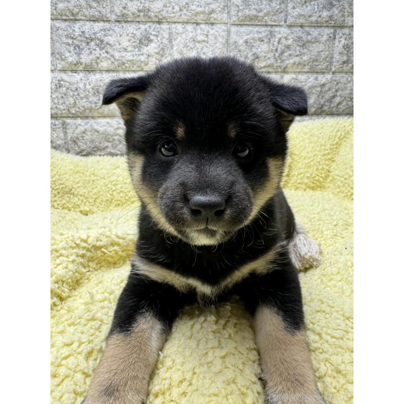 販売中の茨城県の豆柴-446895の5枚目