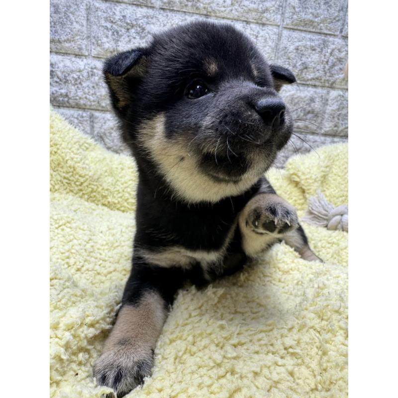 販売中の茨城県の豆柴-446895の4枚目