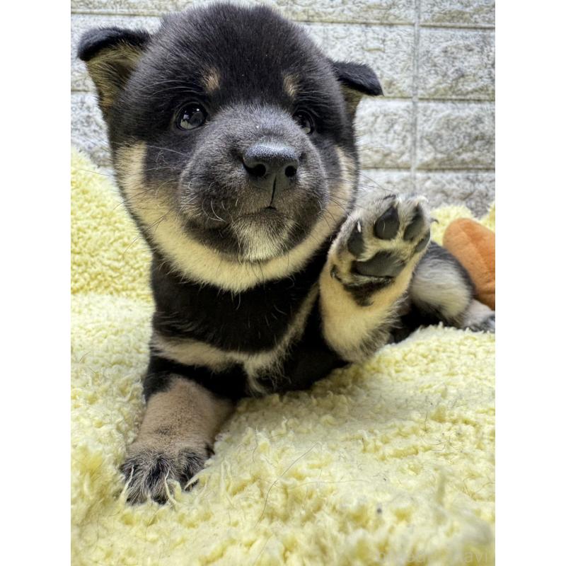 販売中の茨城県の豆柴-446895