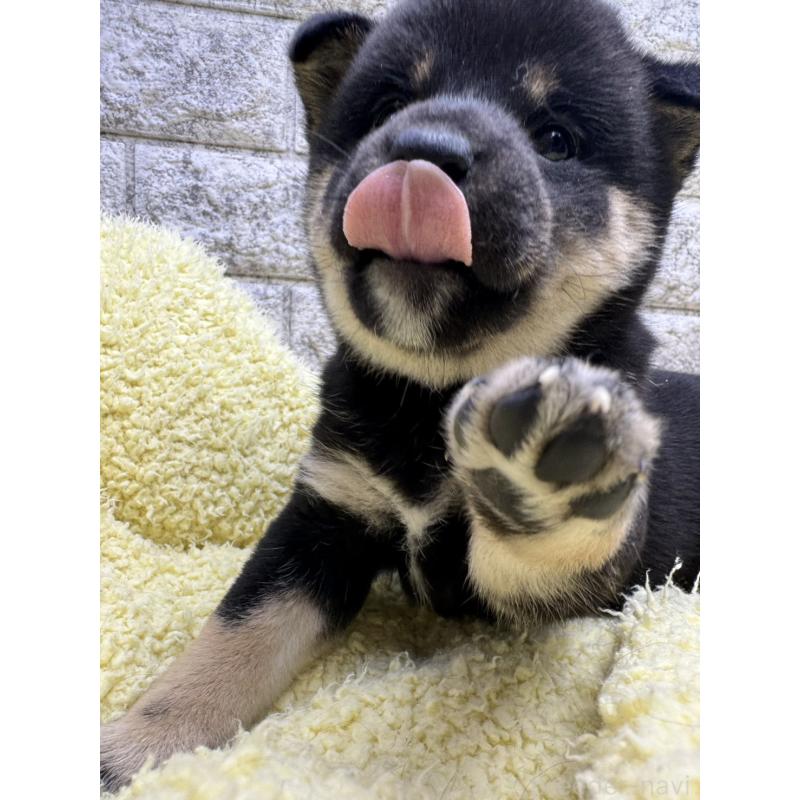 販売中の茨城県の豆柴-446895の2枚目