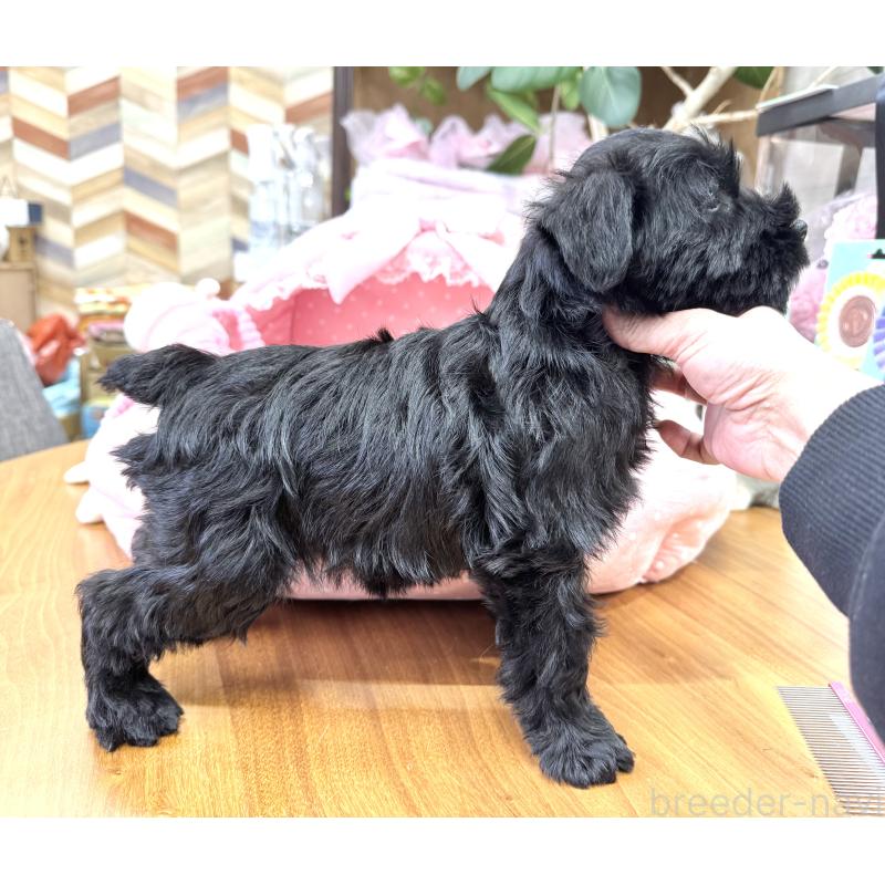 販売中の大阪府のミニチュアシュナウザー-446896の9枚目