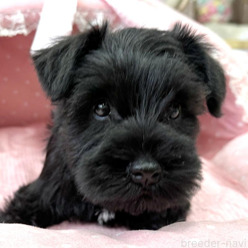 販売中の大阪府のミニチュアシュナウザー-446896の8枚目