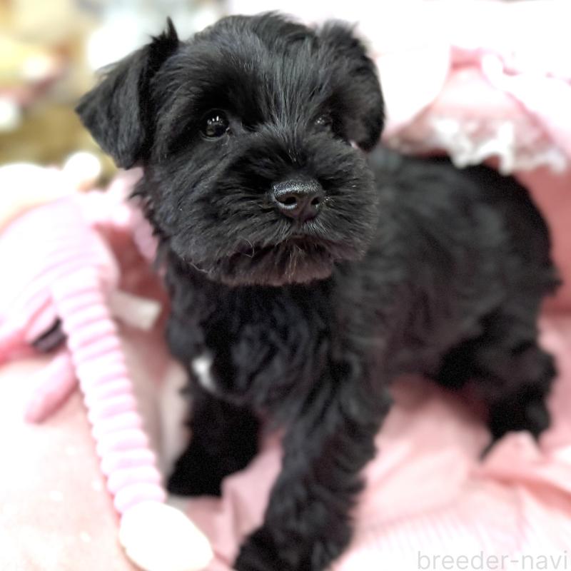 販売中の大阪府のミニチュアシュナウザー-446896の6枚目