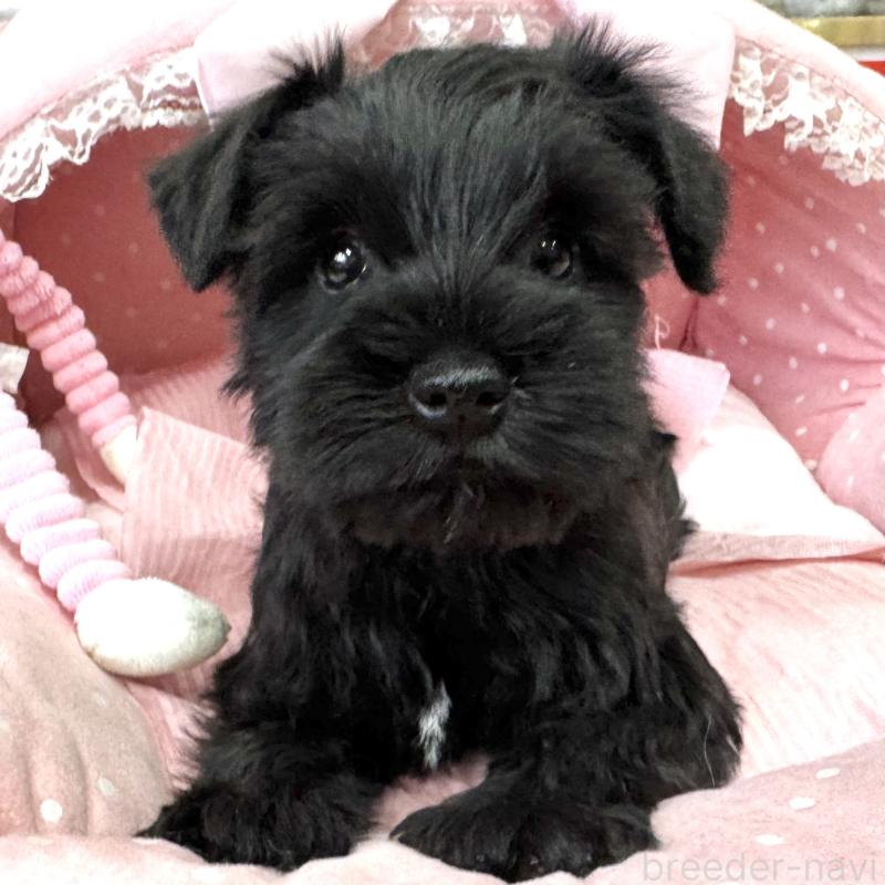 販売中の大阪府のミニチュアシュナウザー-446896の5枚目