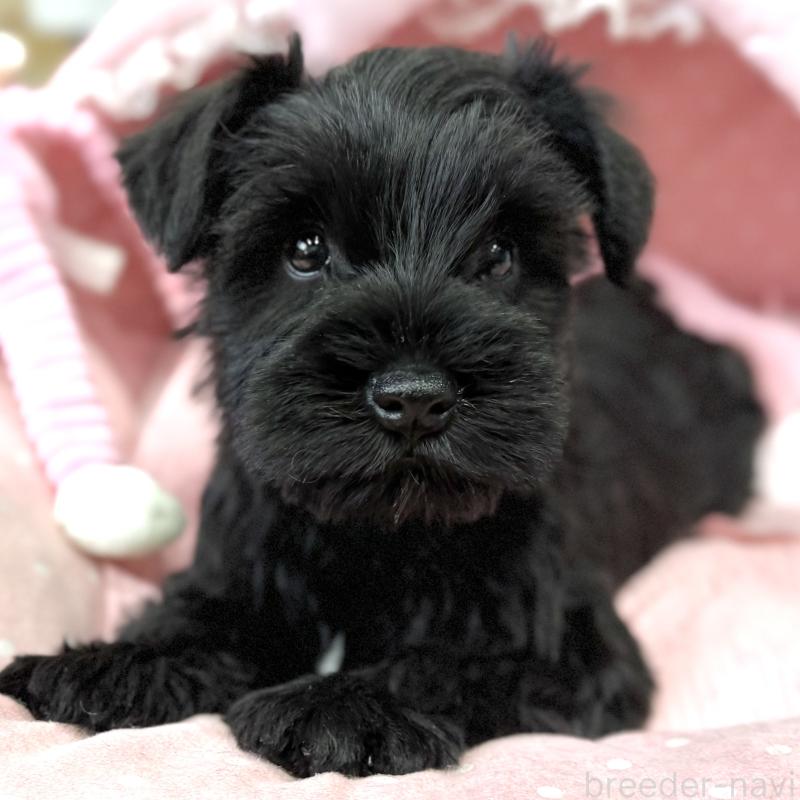 販売中の大阪府のミニチュアシュナウザー-446896の3枚目