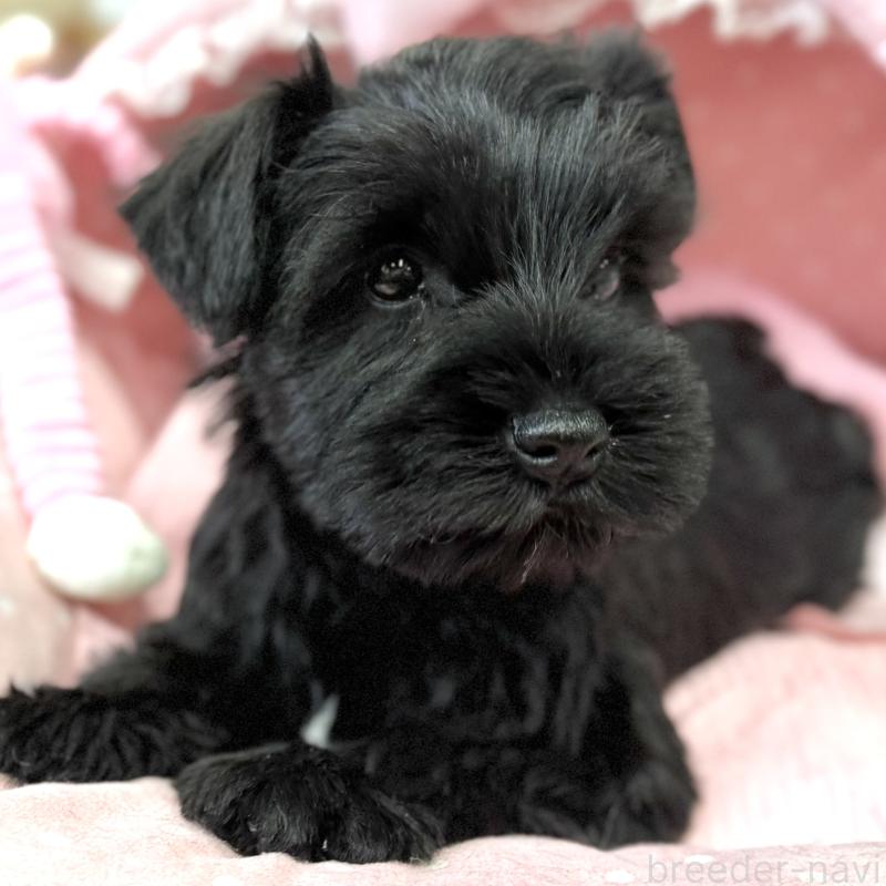 販売中の大阪府のミニチュアシュナウザー-446896の2枚目