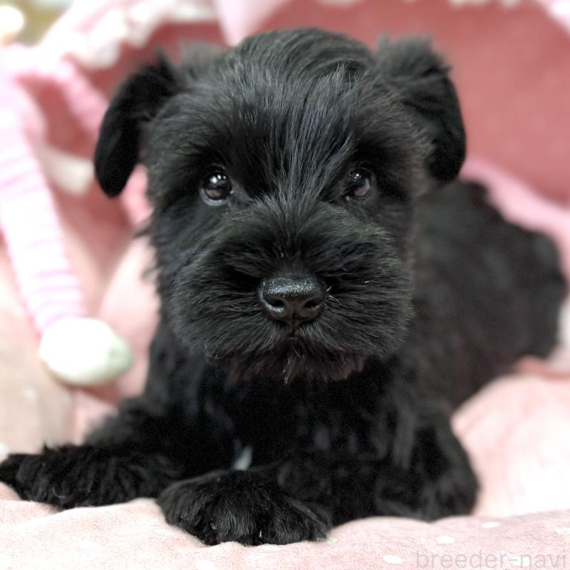 販売中の大阪府のミニチュアシュナウザー-446896の1枚目