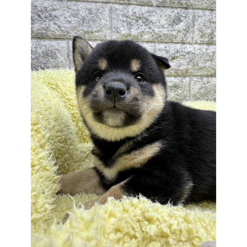 販売中の茨城県の豆柴-446898の5枚目