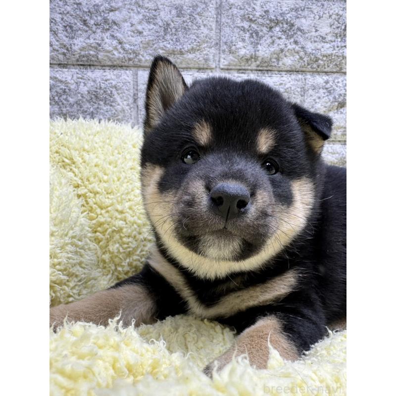 販売中の茨城県の豆柴-446898の4枚目