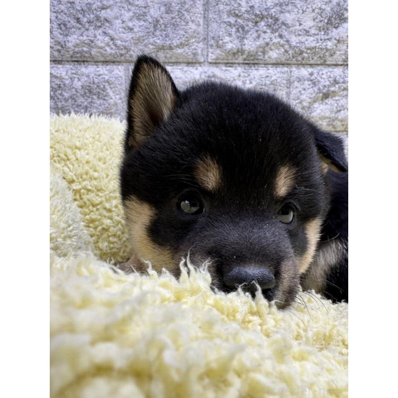 販売中の茨城県の豆柴-446898の3枚目